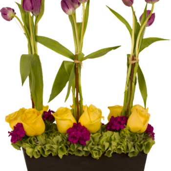 Vergel de tulipanes y rosas