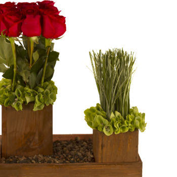 Rosas y pasto