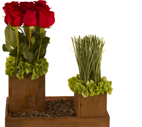Rosas y pasto
