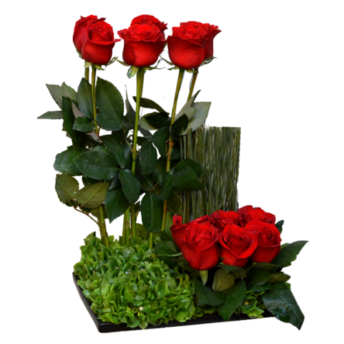Campo de rosas