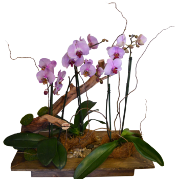 Floresta de phalenopsis