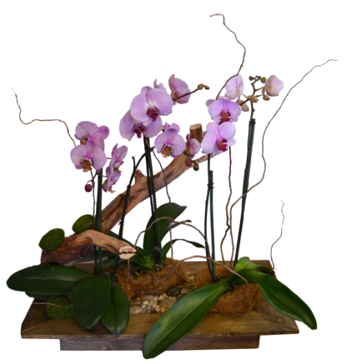 Floresta de phalenopsis