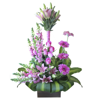 Primaveral rosa en base
