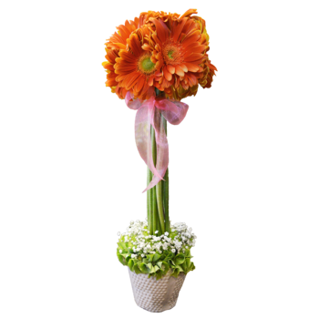 Topiario de gerberas