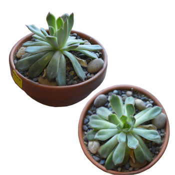 Suculenta Bowl