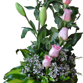 Media docena de rosas rosas