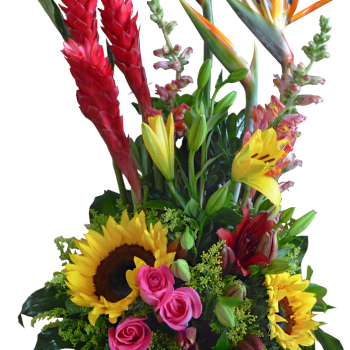 Primaveral regular